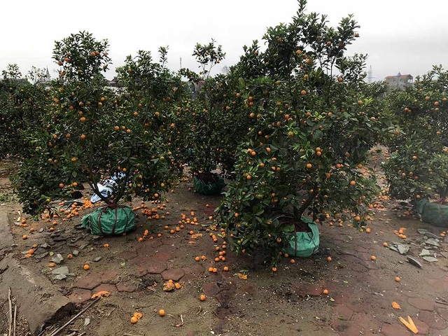 Quất cảnh tan tác, phố ngập thành sông sau cơn mưa đá chiều 30 Tết - 2 Quất cảnh tan tác, phố ngập thành sông sau cơn mưa đá chiều 30 Tết - 2