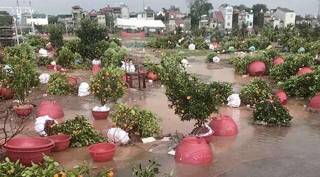 Quất cảnh tan tác, phố ngập thành sông sau cơn mưa đá chiều 30 Tết - 5 Quất cảnh tan tác, phố ngập thành sông sau cơn mưa đá chiều 30 Tết - 5