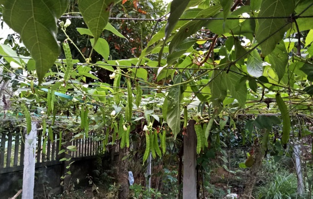 Kiếm 1 tỷ/ tháng, bà chủ trung tâm tiếng Anh ở Hà Nội quyết bỏ phố về quê - 6 Kiếm 1 tỷ/ tháng, bà chủ trung tâm tiếng Anh ở Hà Nội quyết bỏ phố về quê - 6