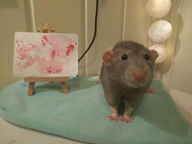 Gặp gỡ chú chuột... họa sĩ - Ảnh minh hoạ 4