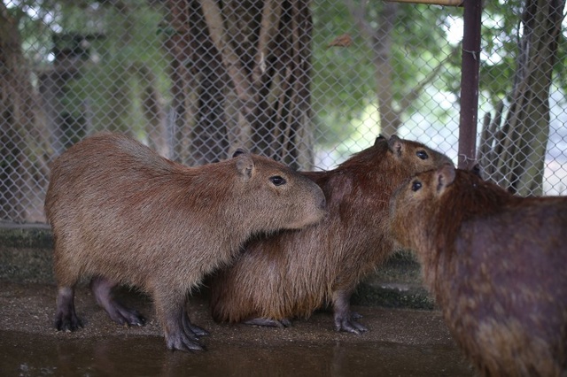 Hà Nội xuất hiện chuột khổng lồ nặng hơn 50 kg nuôi như nuôi lợn - 1