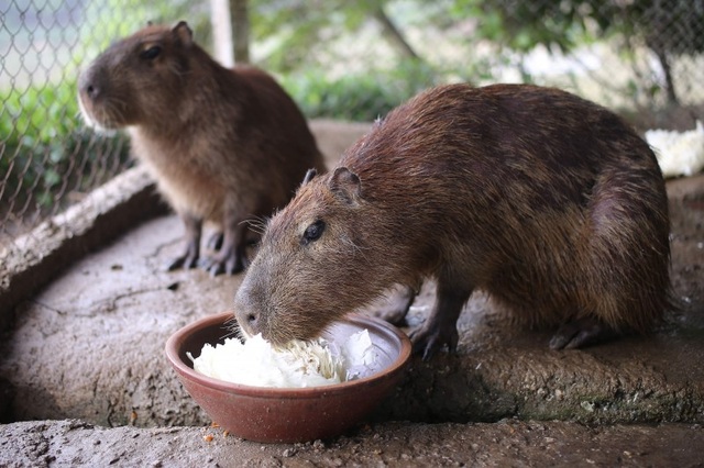Hà Nội xuất hiện chuột khổng lồ nặng hơn 50 kg nuôi như nuôi lợn - 3