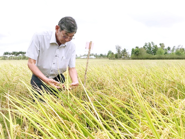 Kỹ sư Hồ Quang Cua - Từ cây lúa lạ đến giống gạo ngon nhất thế giới - 2
