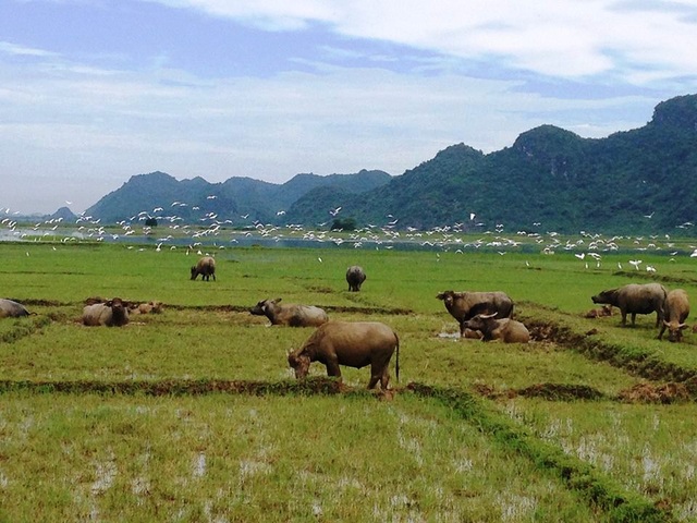 Khách Tây đến Ninh Bình “mê” làm… nông dân - 1 Khách Tây đến Ninh Bình “mê” làm… nông dân - 1