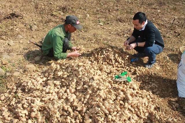 Dân Lục Khu cày sỏi đá làm hàng đi châu Âu, Tết thu 100 tỷ đồng đổi đời - 1 Dân Lục Khu cày sỏi đá làm hàng đi châu Âu, Tết thu 100 tỷ đồng đổi đời - 1