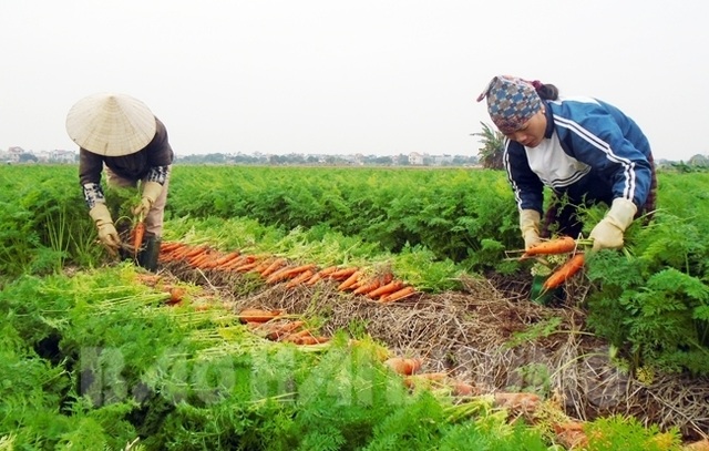 Mỗi năm chia nhau gần 6.000 tỷ đồng, làng tỷ phú hiếm có Việt Nam - 2 Mỗi năm chia nhau gần 6.000 tỷ đồng, làng tỷ phú hiếm có Việt Nam - 2
