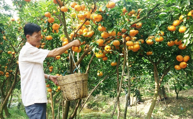 Cây đặc sản quýt hồng bì vàng lá, thối rễ… du khách bỏ đi vì thiếu chỗ check in - 3