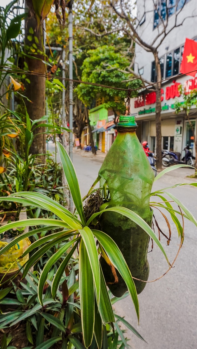 Ngỡ ngàng với khu vườn treo xanh mát được trồng trên bãi rác bốc mùi ở Hà Nội - 3