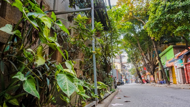 Ngỡ ngàng với khu vườn treo xanh mát được trồng trên bãi rác bốc mùi ở Hà Nội - 5