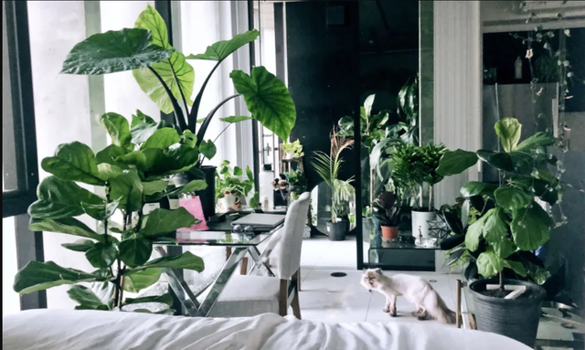 Bất ngờ với căn hộ 120m2 nhưng có tới hơn 50 loại cây xanh trang trí - 2 Bất ngờ với căn hộ 120m2 nhưng có tới hơn 50 loại cây xanh trang trí - 2