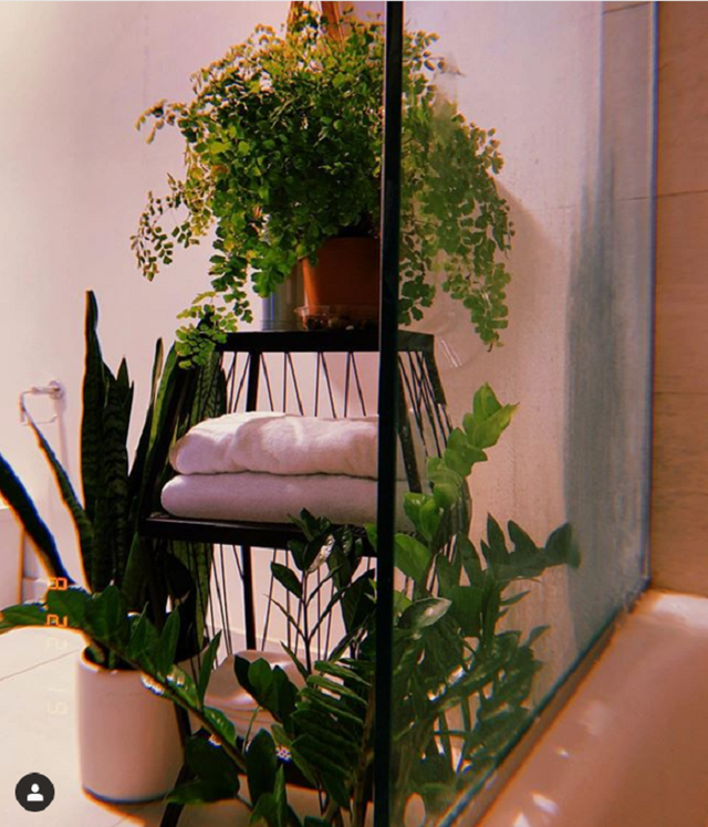 Bất ngờ với căn hộ 120m2 nhưng có tới hơn 50 loại cây xanh trang trí - 3 Bất ngờ với căn hộ 120m2 nhưng có tới hơn 50 loại cây xanh trang trí - 3