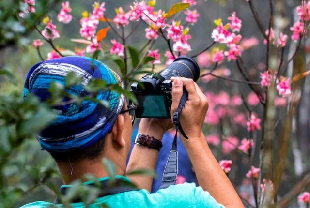 Xuân về, nhớ đào chuông Bà Nà - 3 Xuân về, nhớ đào chuông Bà Nà - 3