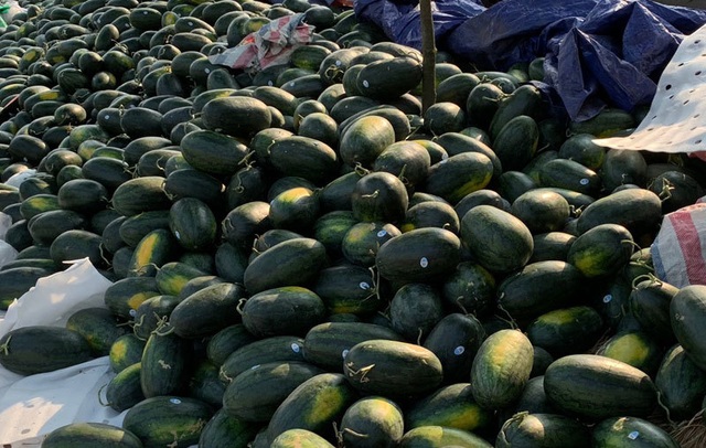 Thê thảm dưa hấu, ế dồn đống, 1.000 đồng/kg vừa bán vừa khóc - 1 Thê thảm dưa hấu, ế dồn đống, 1.000 đồng/kg vừa bán vừa khóc - 1