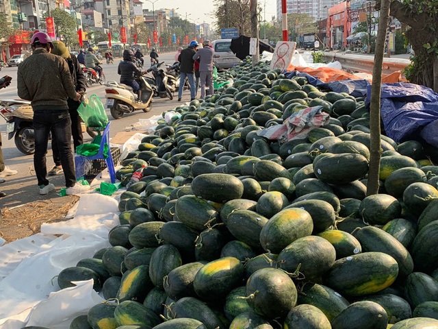 Thê thảm dưa hấu, ế dồn đống, 1.000 đồng/kg vừa bán vừa khóc - 2 Thê thảm dưa hấu, ế dồn đống, 1.000 đồng/kg vừa bán vừa khóc - 2