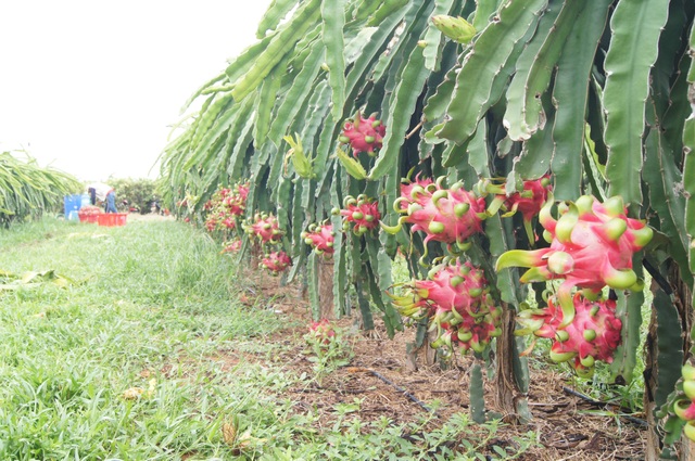 “Thủ phủ” thanh long đối diện nguy cơ thiệt hại 1.000 tỷ đồng vì dịch corona - 1 “Thủ phủ” thanh long đối diện nguy cơ thiệt hại 1.000 tỷ đồng vì dịch corona - 1