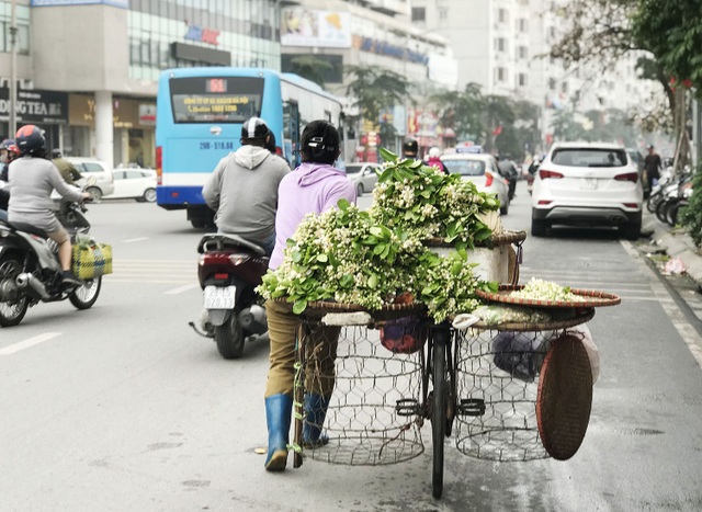 Hoa bưởi xuống phố, khách giành nhau từng chùm - 1 Hoa bưởi xuống phố, khách giành nhau từng chùm - 1