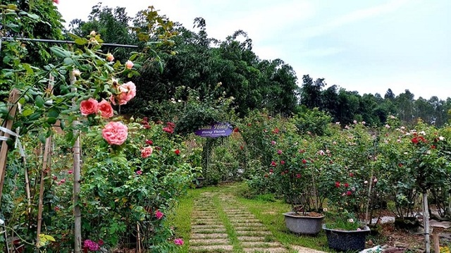 Bỏ việc ở Hà Nội, 8X Phú Thọ về quê trồng vườn hoa hồng khủng - 1 Bỏ việc ở Hà Nội, 8X Phú Thọ về quê trồng vườn hoa hồng khủng - 1