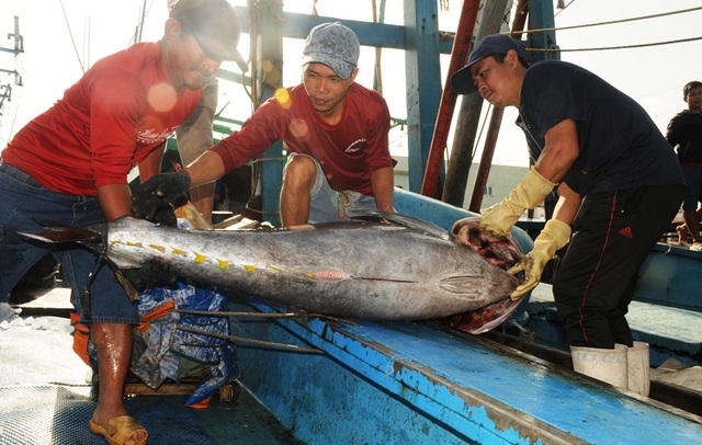 Giá cá ngừ đại dương thấp, ngư dân đánh bắt xuyên Tết thất thu - 1 Giá cá ngừ đại dương thấp, ngư dân đánh bắt xuyên Tết thất thu - 1