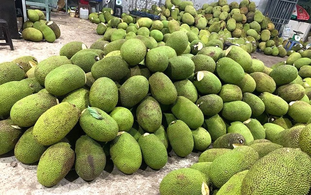 Trung Quốc ngừng mua ăn, giá mít giảm còn 5 ngàn đồng/kg vẫn ế - 1 Trung Quốc ngừng mua ăn, giá mít giảm còn 5 ngàn đồng/kg vẫn ế - 1