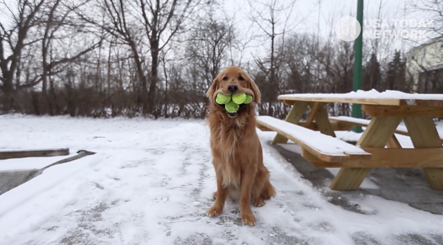 Chú chó có biệt tài ngậm một lúc 6 quả bóng tennis trong miệng