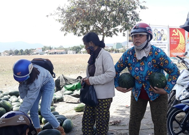 Giá dưa hấu tuột dốc vì corona, người trồng lao đao lo thu hồi vốn - 4 Giá dưa hấu tuột dốc vì corona, người trồng lao đao lo thu hồi vốn - 4