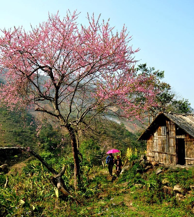 Hoa đào núi Tây Bắc khoe sắc hồng tuyệt đẹp trong nắng xuân | Báo ...