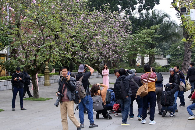 Hoa ban phủ tím góc trời Hà Nội - 10 Hoa ban phủ tím góc trời Hà Nội - 10