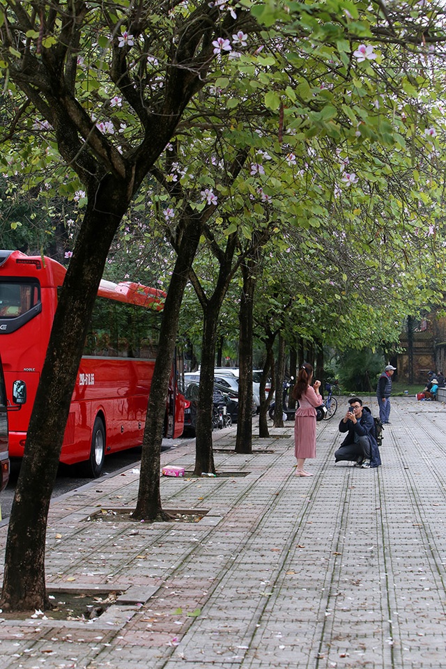 Hoa ban phủ tím góc trời Hà Nội - 6 Hoa ban phủ tím góc trời Hà Nội - 6