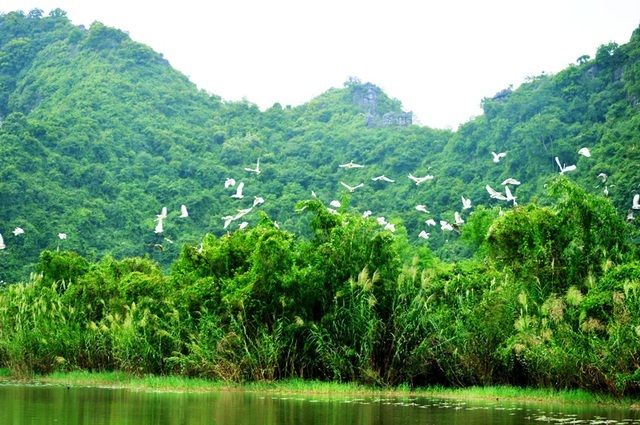 Phượt bộ khám phá vườn chim Thung Nham giữa vùng di sản Tràng An | Báo Dân  trí