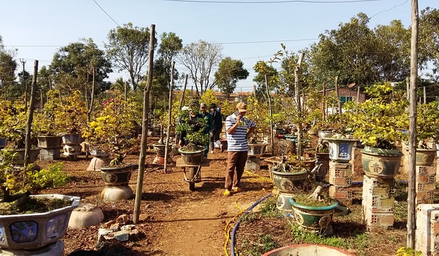 Gia Lai: Nhà vườn rộn ràng vào vụ trồng hoa mai sau Tết - 4 Gia Lai: Nhà vườn rộn ràng vào vụ trồng hoa mai sau Tết - 4