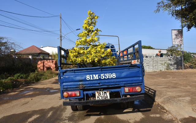 Gia Lai: Nhà vườn rộn ràng vào vụ trồng hoa mai sau Tết - 1 Gia Lai: Nhà vườn rộn ràng vào vụ trồng hoa mai sau Tết - 1