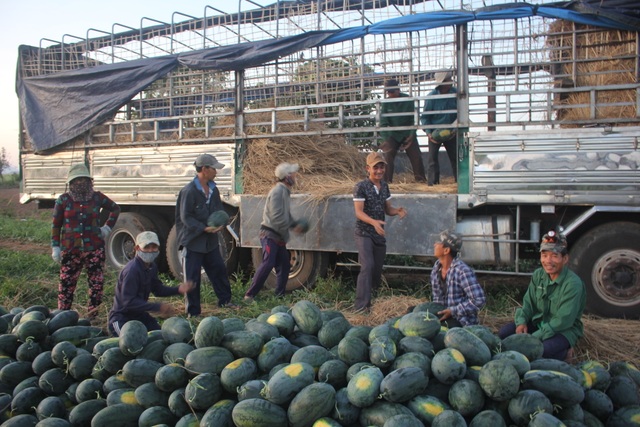 Gia Lai: Hàng chục tấn dưa hấu được giải cứu với giá cao - 1