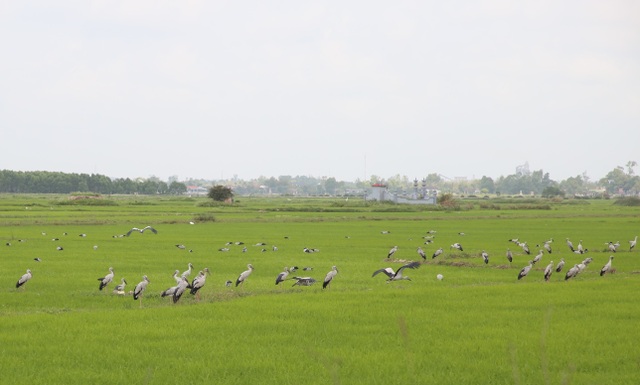Ngắm đàn chim quý hàng ngàn con đậu trắng đồng lúa - 9 Ngắm đàn chim quý hàng ngàn con đậu trắng đồng lúa - 9