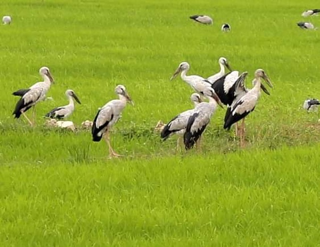 Ngắm đàn chim quý hàng ngàn con đậu trắng đồng lúa - 2 Ngắm đàn chim quý hàng ngàn con đậu trắng đồng lúa - 2