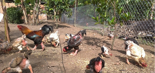 Sinh nhật con năm nay, bố không còn gửi gà nữa... - 1