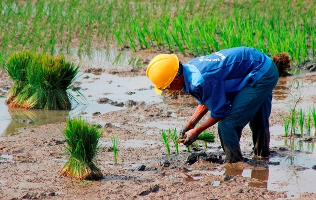 Quảng Bình: Ra Tết, bỏ 200.000 đồng/ngày thuê người đi cấy lúa - 3 Quảng Bình: Ra Tết, bỏ 200.000 đồng/ngày thuê người đi cấy lúa - 3