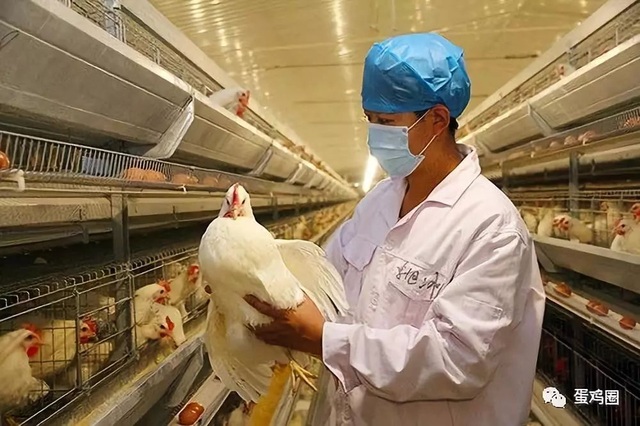 Trung Quốc phát hiện ổ dịch cúm gia cầm H5N6 - 1 Trung Quốc phát hiện ổ dịch cúm gia cầm H5N6 - 1