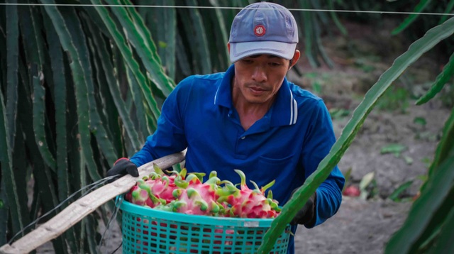 Xuất khẩu thanh long đình trệ, Bộ trưởng Nông nghiệp về địa phương giải cứu - 6 Xuất khẩu thanh long đình trệ, Bộ trưởng Nông nghiệp về địa phương giải cứu - 6