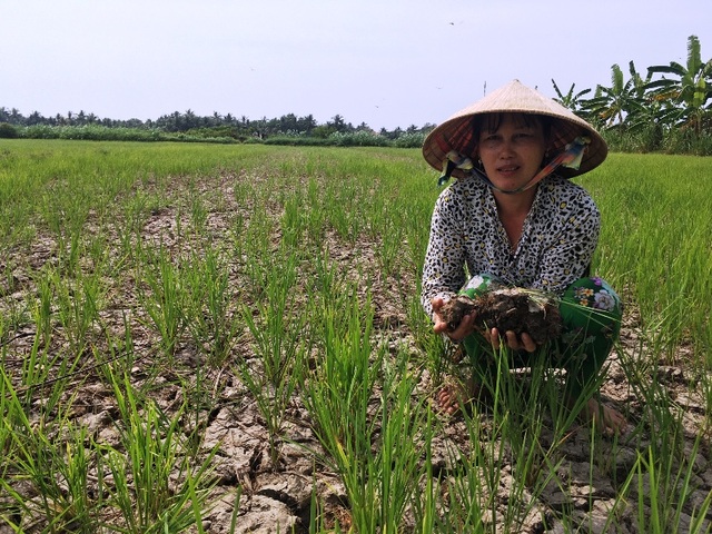 Nguy cơ mất trắng hàng nghìn héc ta lúa vì hạn mặn - 2 Nguy cơ mất trắng hàng nghìn héc ta lúa vì hạn mặn - 2