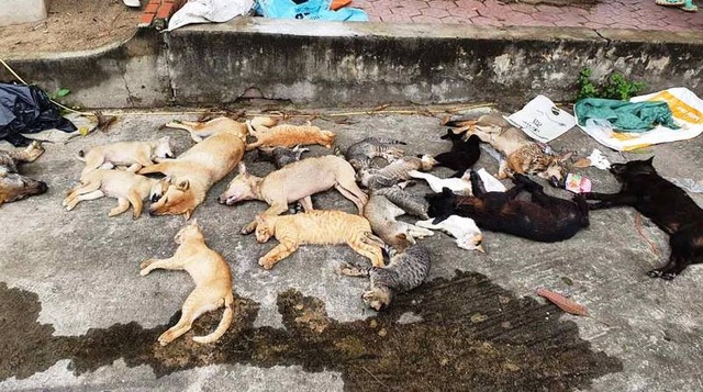 1 đêm đánh bả, 2 anh em ruột trộm gần chục con chó, mèo - 2 1 đêm đánh bả, 2 anh em ruột trộm gần chục con chó, mèo - 2