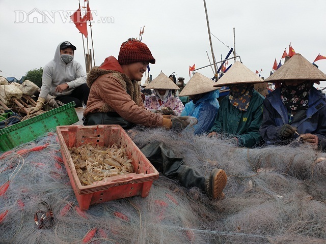 Nam Định: Ra biển kéo lưới trúng đậm tôm hung dữ toàn con to bự - 1