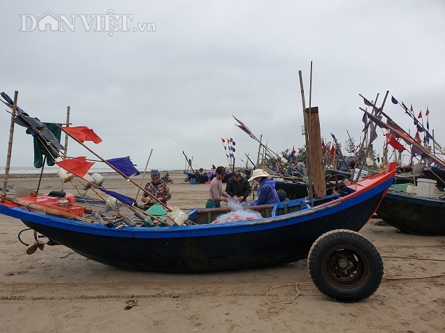Nam Định: Ra biển kéo lưới trúng đậm tôm hung dữ toàn con to bự - 5