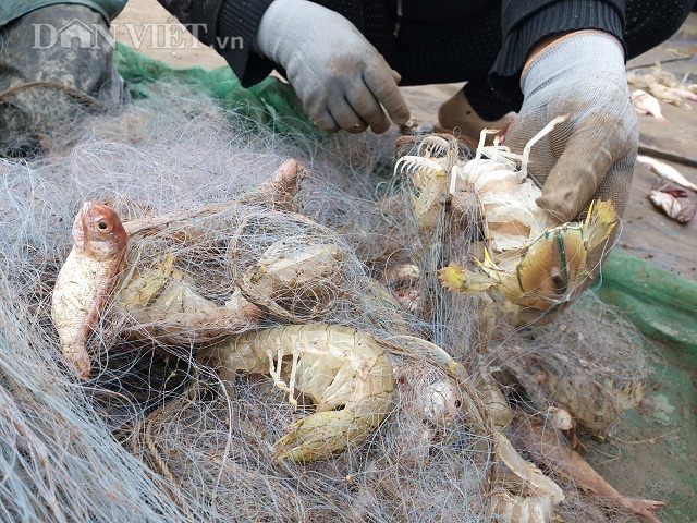 Nam Định: Ra biển kéo lưới trúng đậm tôm hung dữ toàn con to bự - 6
