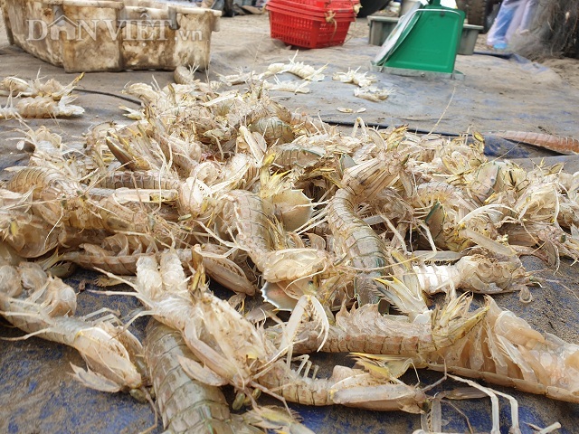 Nam Định: Ra biển kéo lưới trúng đậm tôm hung dữ toàn con to bự - 7