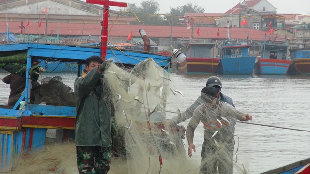 Ngư dân Quảng Bình trúng đậm cá trích ngày mở biển - 2 Ngư dân Quảng Bình trúng đậm cá trích ngày mở biển - 2