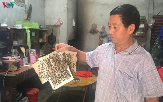 Cuộc sống hàng trăm người dân Bắc Kạn đảo lộn vì ruồi - 2 Cuộc sống hàng trăm người dân Bắc Kạn đảo lộn vì ruồi - 2