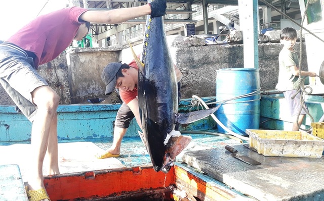 Bình Định: Ngư dân “đỏ mắt” tìm bạn thuyền vươn khơi - 2 Bình Định: Ngư dân “đỏ mắt” tìm bạn thuyền vươn khơi - 2