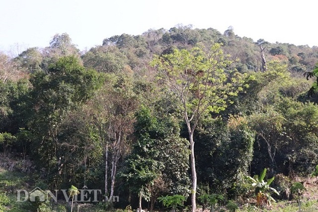 20 năm trước chôn những cây vàng trên núi, giờ giàu số 1 vùng - 6