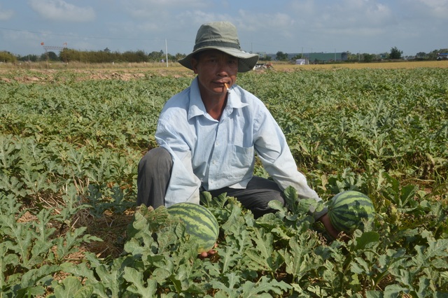 “Né” hạn mặn trong mùa khô, dân trồng cây phù hợp cho thu nhập cao - 3 “Né” hạn mặn trong mùa khô, dân trồng cây phù hợp cho thu nhập cao - 3