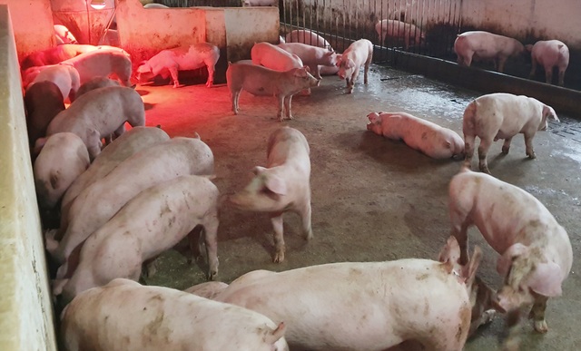 Bộ Nông nghiệp làm gì để kéo giảm giá thịt lợn? - 1 Bộ Nông nghiệp làm gì để kéo giảm giá thịt lợn? - 1